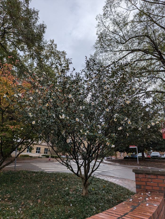 Photo by Amy Bruzzichesi