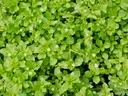 Chickweed in the lawn