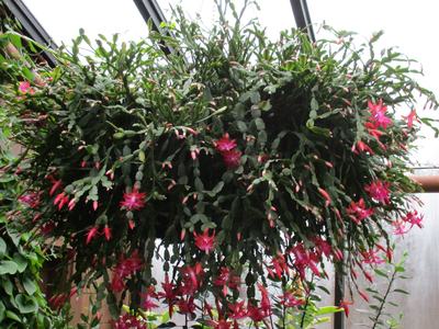 A large and vibrant holiday cactus in bloom, showcasing bright hot pink buds on its branches.
