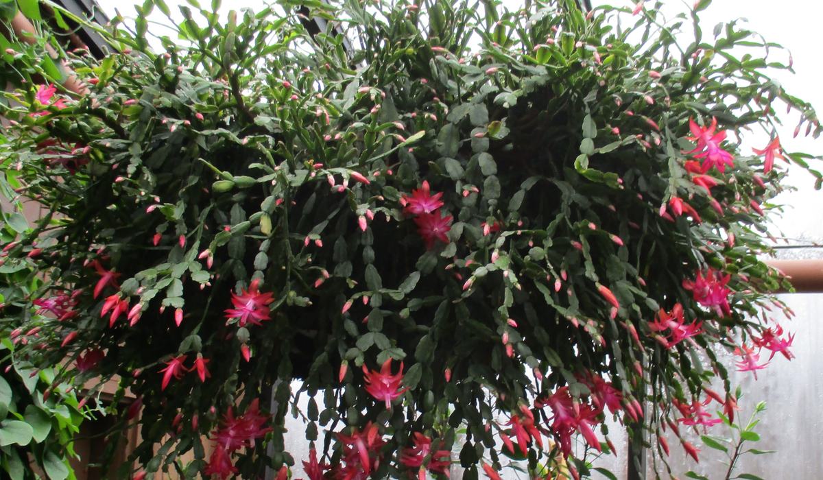 Holiday Cacti Care: Vibrant Blooms for Winter - Pamlico County Center |  N.C. Cooperative Extension