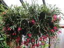 A large and vibrant holiday cactus in bloom, showcasing bright hot pink buds on its branches.