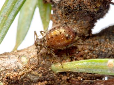 a large brown aphid among Christmas tree needles
