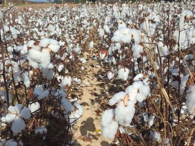 Field rows of mature cotton plants with white open bolls along a dirt path