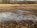 Flooded Pasture