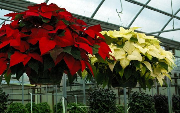 hanging poinsettia baskets