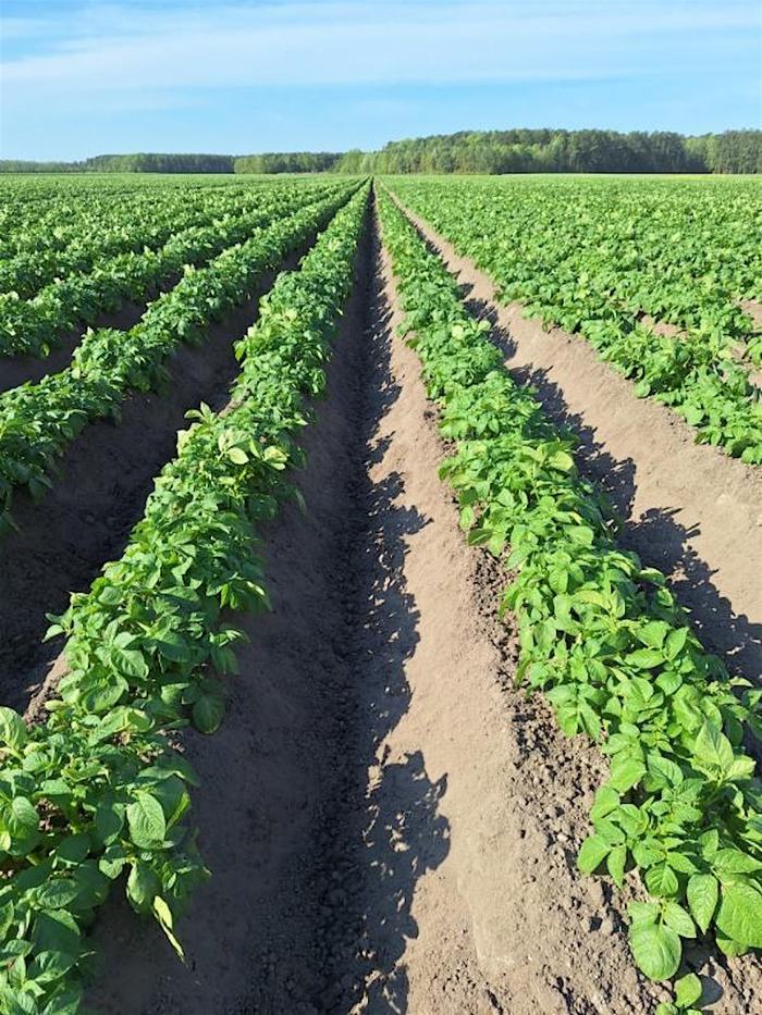 Rows of green potato plants in mounded soil extending toward a distant tree line