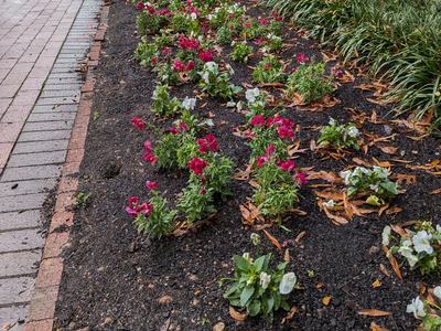 Photo by Amy Bruzzichesi