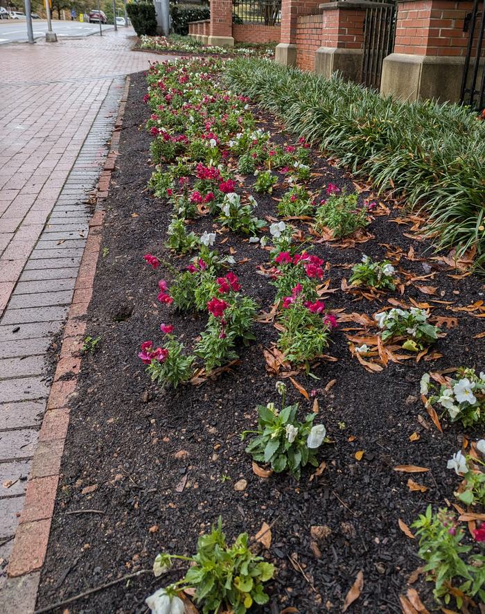 Photo by Amy Bruzzichesi