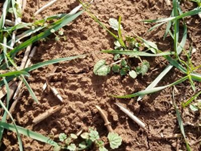 Dry bare soil with small round-leaved seedlings and scattered grass blades