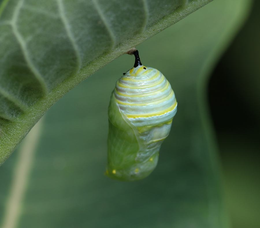 Same caterpillar as pictured above, a few minutes later, as the transformation from caterpillar to chrysalis is almost complete.