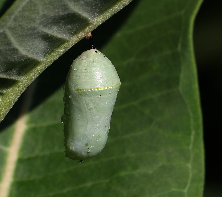The transformation to chrysalis complete and pupation begins!