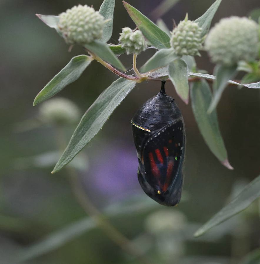 Monarch butterfly about to emerge from a chrysalis on mountain mint.