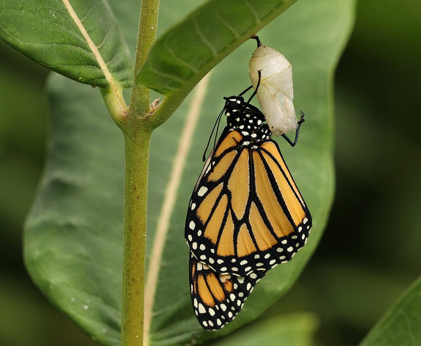 Ten days later the monarch butterfly ecloses (emerges) from the chrysalis.