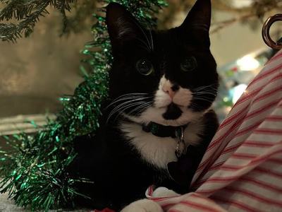 Black-and-white cat with collar lying under a Christmas tree with green tinsel