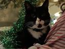 Black-and-white cat with collar lying under a Christmas tree with green tinsel