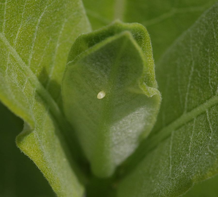 Monarch egg on common milkweed.