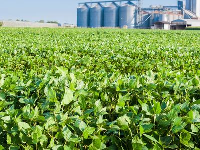 Soybean field and silos