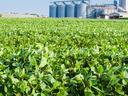 Soybean field and silos
