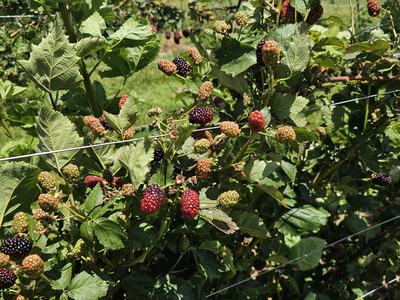 Blackberry bush with unripe, ripening, and ripe berries on trellis wire