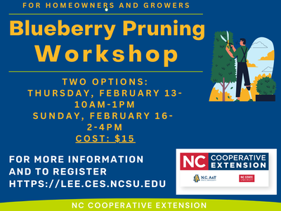 2024_Blueberry Pruning (Facebook Post Graphic)