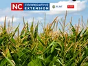 Corn in a field