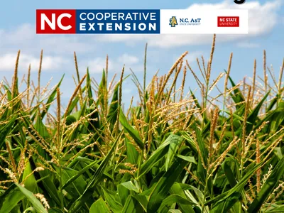 Corn in a field