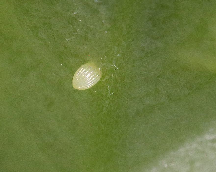 Close-up of monarch egg on common milkweed.