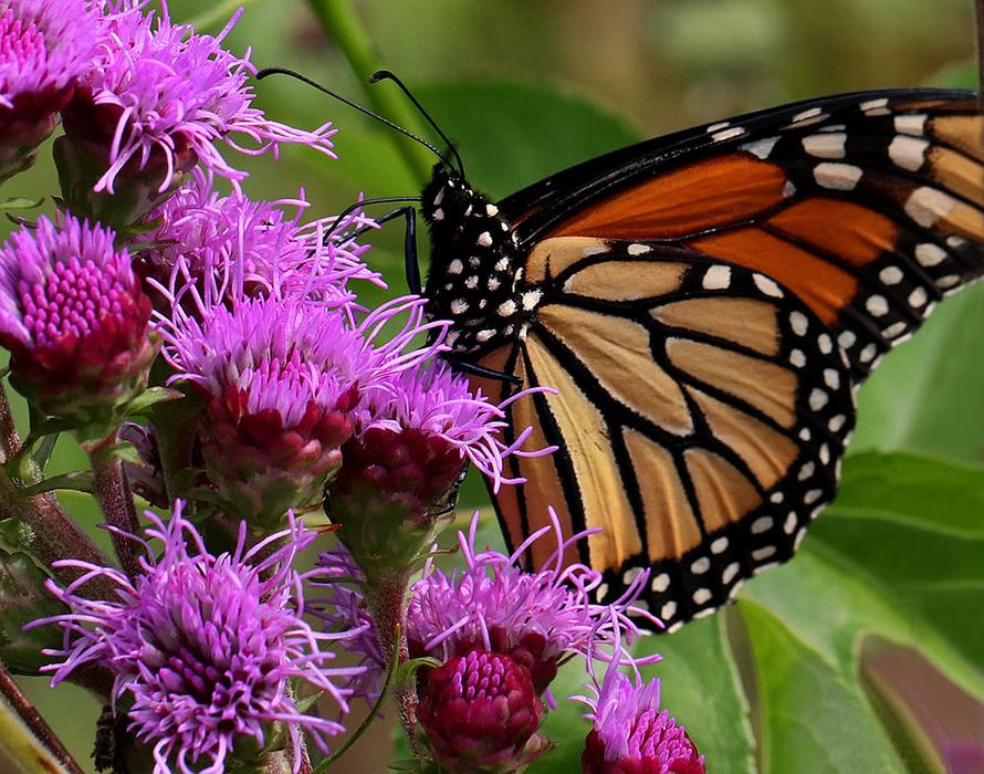 Monarch on blazing star.