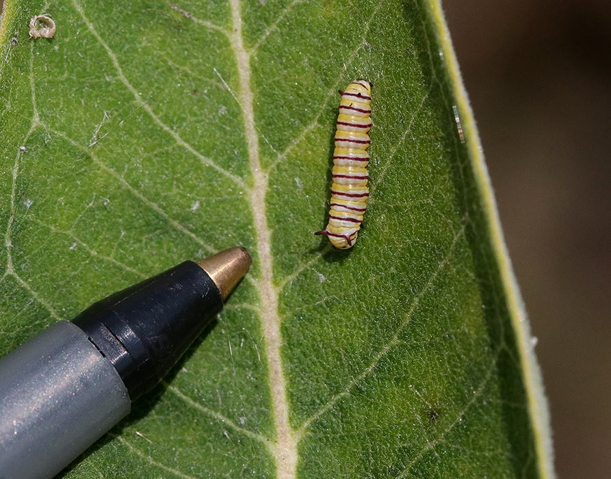Newly hatched monarch caterpillar (with a pen tip for scale).