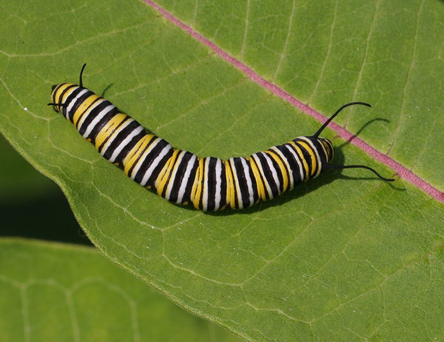 Monarch caterpillar on common milkweed.