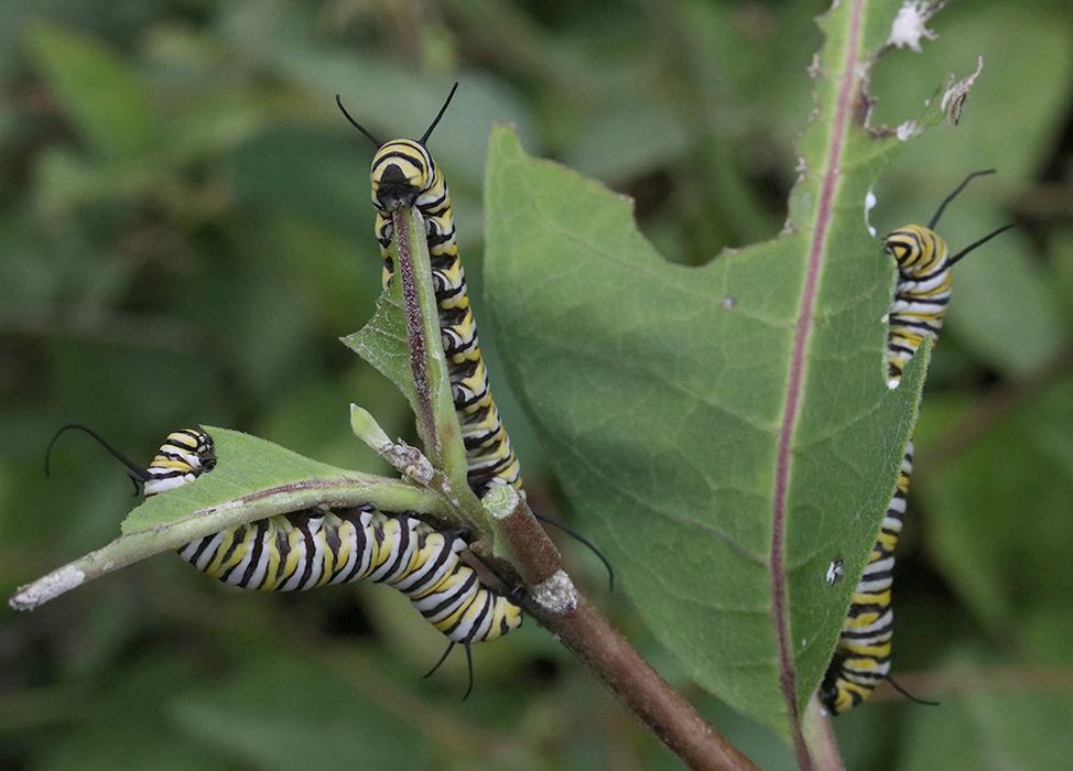Monarch caterpillars feeding on milkweed.