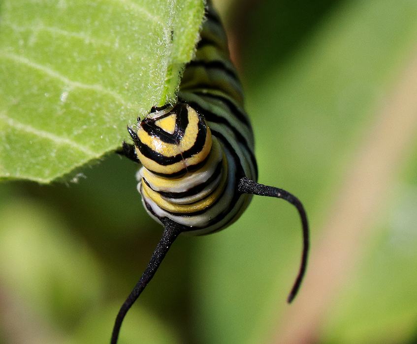 Close-up of a monarch feeding on the edge of a milkweed leaf.