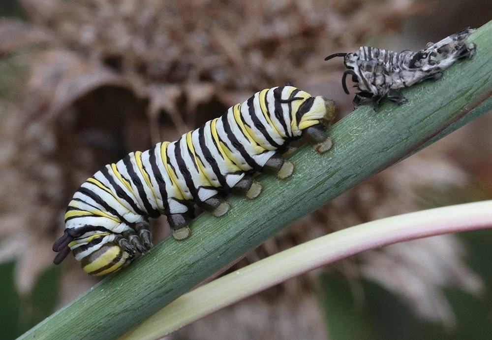 Freshly molted monarch caterpillar. Monarchs molt five times in the larval stage. Note the shed exoskeleton behind it. They usually eat the shed skin. This was so recent that the tentacles at the head had not yet unfurled.