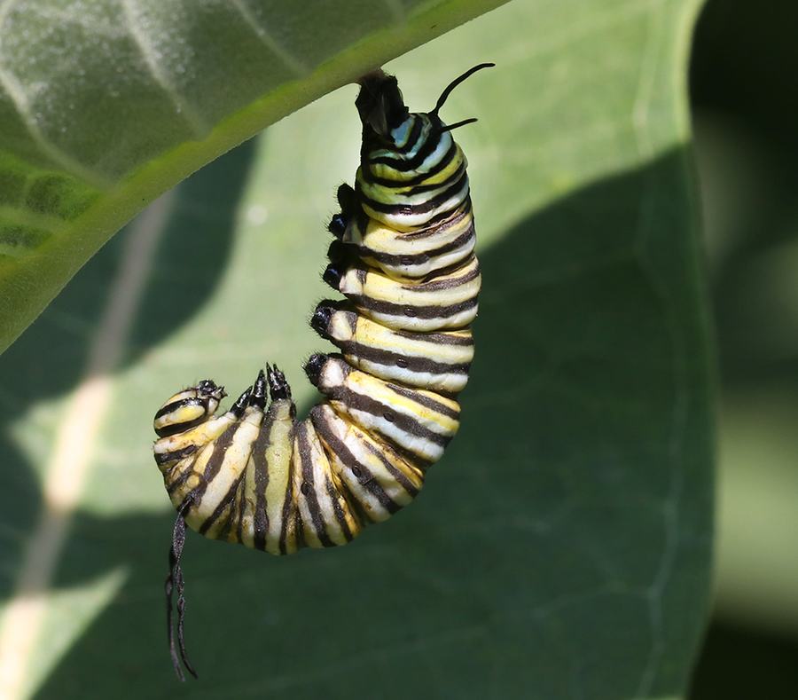 This monarch caterpillar is suspended from a common milkweed leaf in a J-shape, preparing to form a chrysalis.