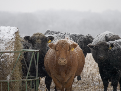 Snow-covered cattle gathered around a hay feeder in a snowy field