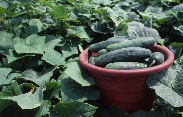 Cucumbers in a bucket placed near their growing plants in the garden.