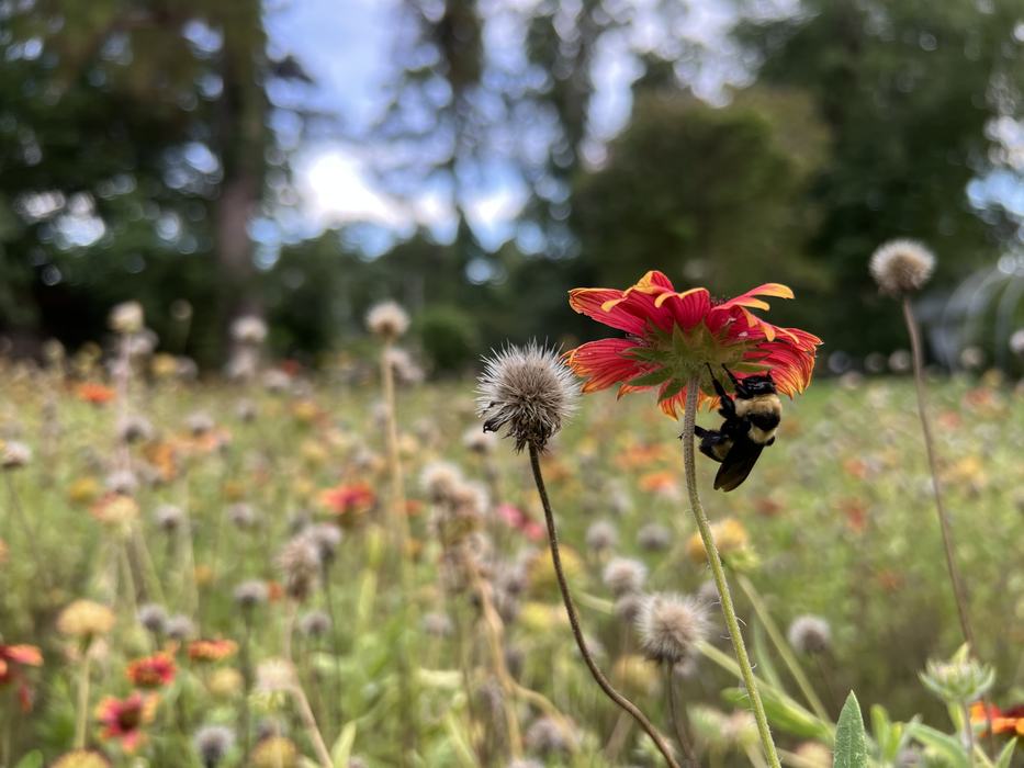 A bumble bee on a Gaillardia bloom. PROVIDED BY GABRIELLA DE SOUZA