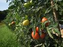 Tomatoes on the vines at Mountain Horticultural Research and Extension Center in Henderson County.