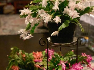 Three potted Christmas cactus plants with white and pink blooms on a metal stand in living room.