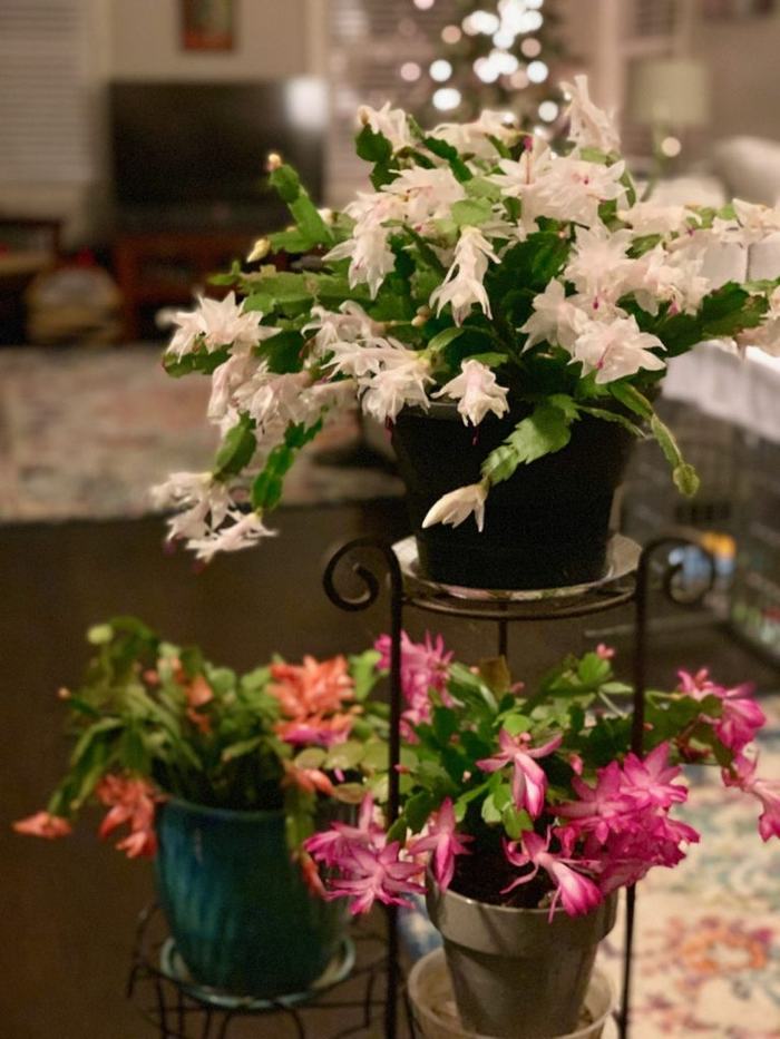 Three potted Christmas cactus plants with white and pink blooms on a metal stand in living room.