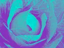 Cabbage plant