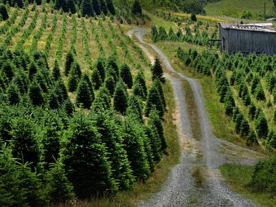 A wide view of a Christmas tree farm in Western North Carolina, with rows of neatly spaced evergreen trees and a backdrop of rolling hills and blue skies.