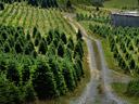 A wide view of a Christmas tree farm in Western North Carolina, with rows of neatly spaced evergreen trees and a backdrop of rolling hills and blue skies.
