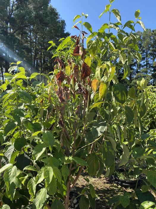 Young tree with several wilted brown leaves among healthy green foliage