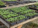 Seedling trays with young green plants on wooden nursery benches