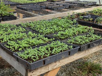 Seedling trays with young green plants on wooden nursery benches