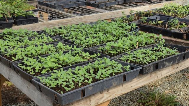 Seedling trays with young green plants on wooden nursery benches