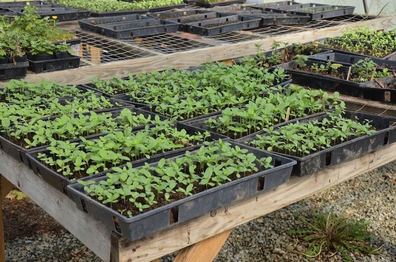Seedling trays with young green plants on wooden nursery benches
