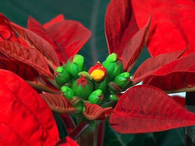 A close up image of the flower buds on poinsettia, surrounded by bright red bracts. The flowers are green, with a small amount of yellow pollen.
