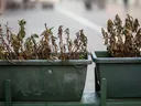 Plants not watered